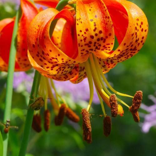 upward-facing  orange flowers with deep red spots on petals, brown anthers, yellow filaments, and green long stems,