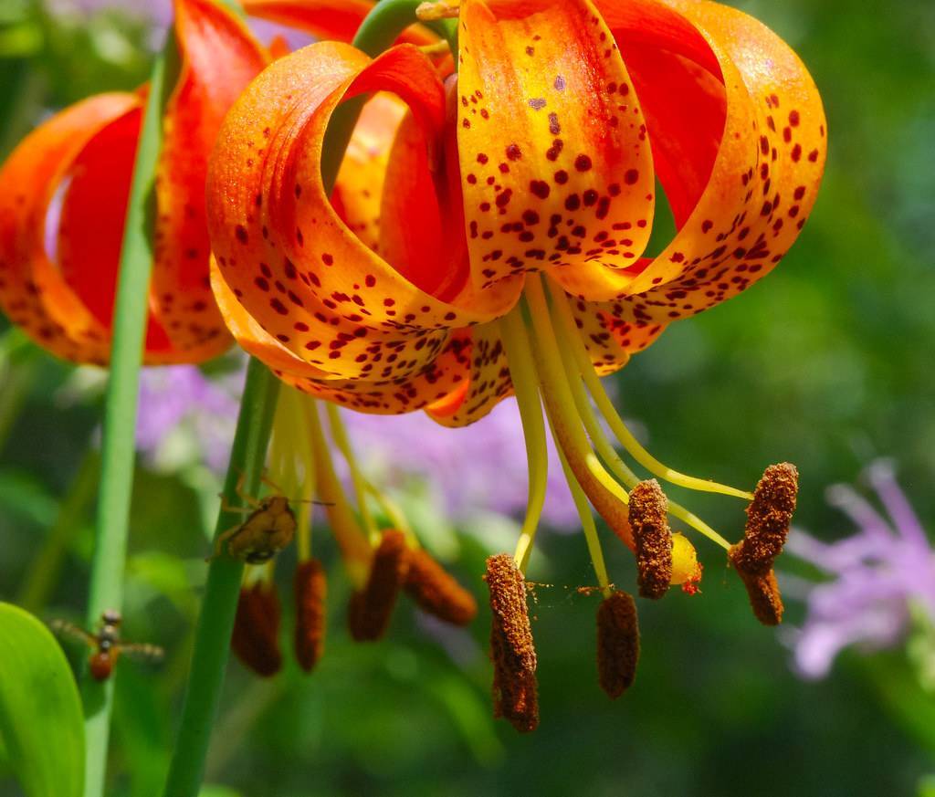 upward-facing  orange flowers with deep red spots on petals, brown anthers, yellow filaments, and green long stems,