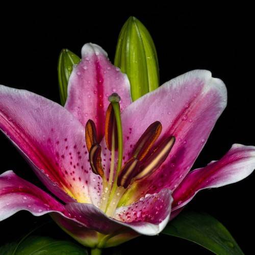 pink-white flower with dark pink spots and midrib, yellow filaments with orange-brown anthers, pale-green buds, and green leaves