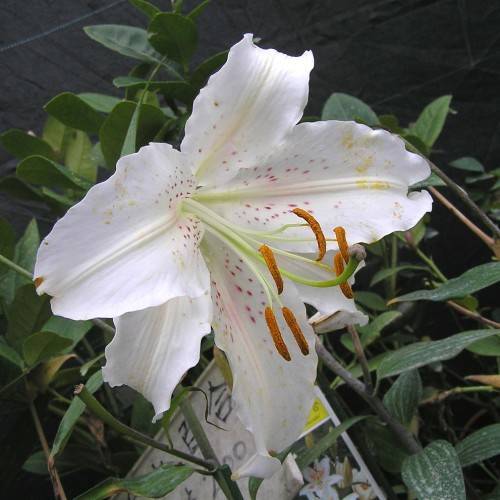 white-purple petals, white filaments, orange anthers, dark green stems, and leaves