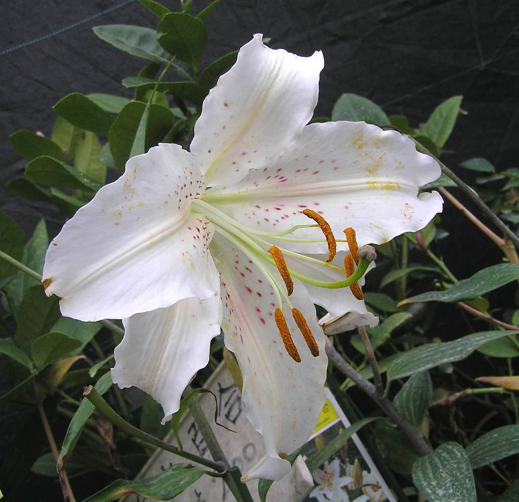 white-purple petals, white filaments, orange anthers, dark green stems, and leaves