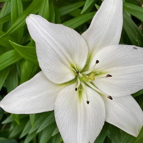 white flower with black anthers, and green, spear-like leaves