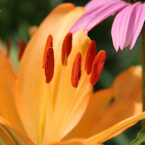 Orange flower with stigma, style, orange filament and dark-orange anthers