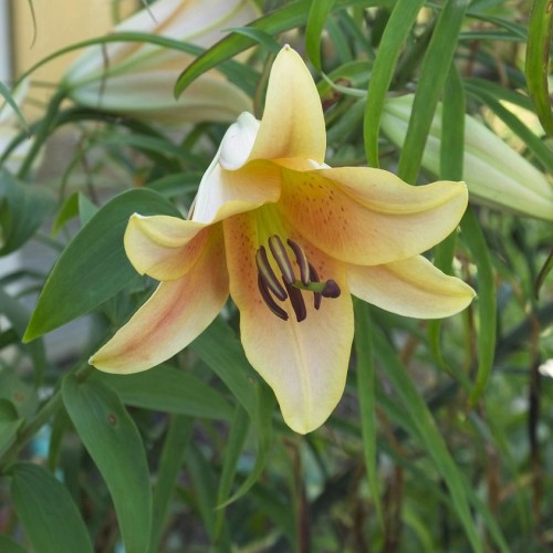 Yellow-cream flower with lime-maroon center, lime filaments, green style, brown stigma, brown-lime anthers, yellow-lime buds, green leaves and stems.