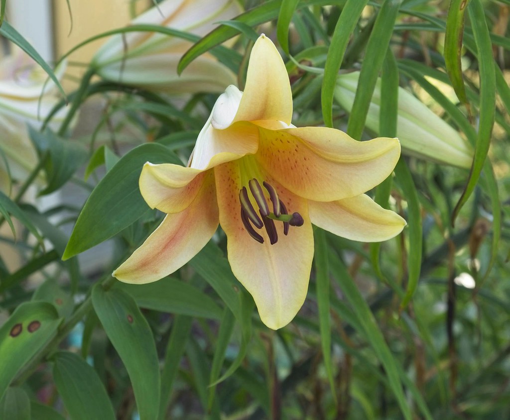orange-white flower with blackish-brown anthers, green stems, and green leaves