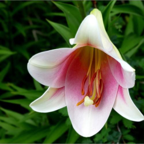 White flower with magenta center, off-white stigma, yellow-brown anthers, green leaves, green stems, lime-orange style and filaments