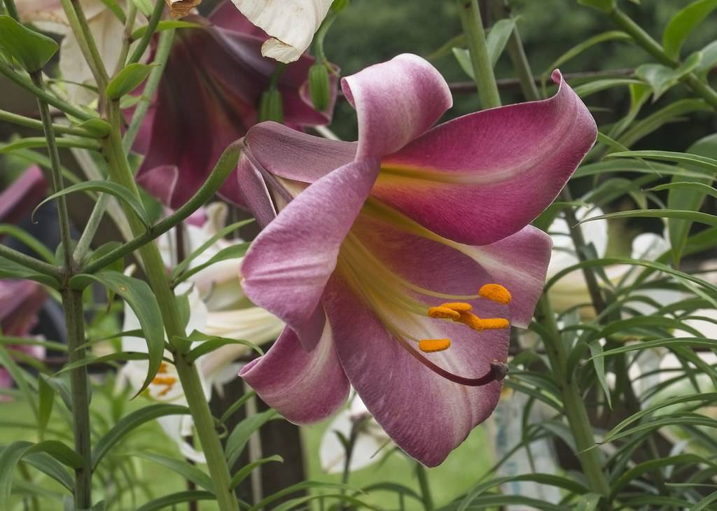 smooth, midnight-purple flower with pale-white filaments, orange anthers, green stems, and leaves