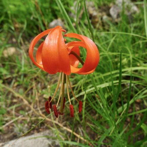 Orange flower with brown stigma, brown anthers, green style, light-yellow filaments, brown petiole, green stems and leaves.