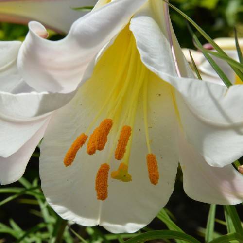 Regal lily(Lilium regale); white flower with orange anthers, yellow center, and green leaves