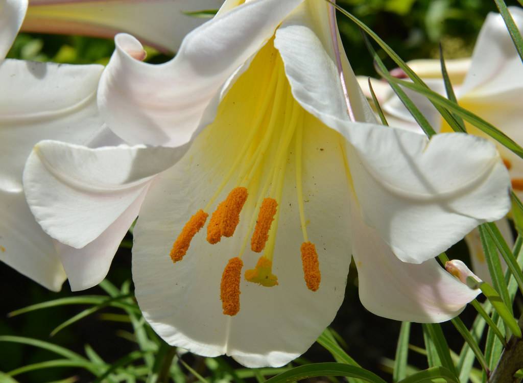 Regal lily(Lilium regale); white flower with orange anthers, yellow center, and green leaves