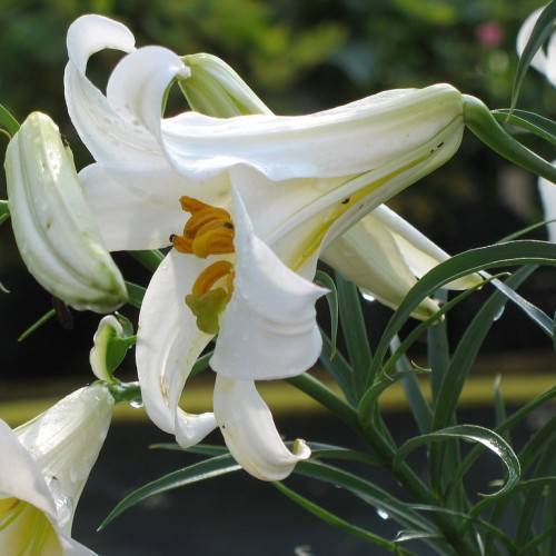 white flowers with orange anthers, white buds, green sepals, dark green stems, and dark green, narrow leaves