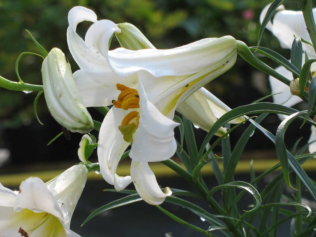 white flowers with orange anthers, white buds, green sepals, dark green stems, and dark green, narrow leaves