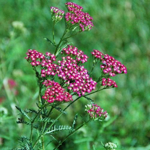 Magenta flowers with white center, green sepal, pedicel, stem and green leaves.