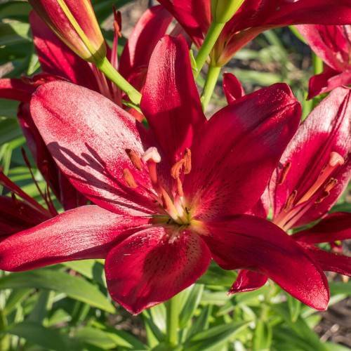 shiny, red-maroon flowers with red filaments, brown anthers, green sepals, green stems, and green leaves