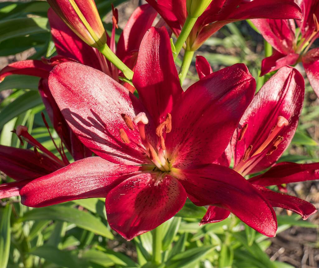 shiny, red-maroon flowers with red filaments, brown anthers, green sepals, green stems, and green leaves