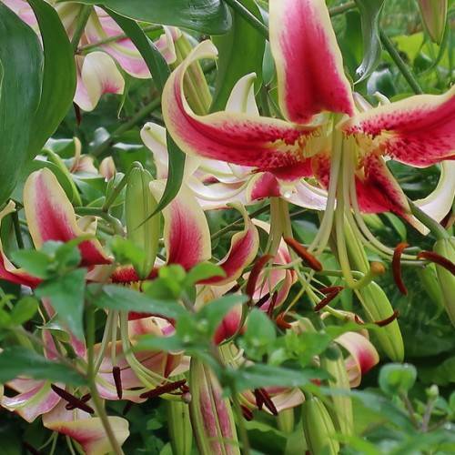 red-white flowers with white-green filaments, brown anthers, green stems, and green, smooth leaves