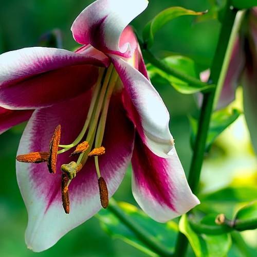 Magenta-white flower with orange anthers, green leaves, green stems, Olive-yellow stigma, style and Olive-yellow filaments.