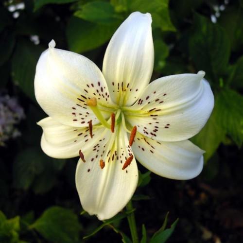 White flower with lime center, yellow stigma, lime style, brown anthers, lime filaments. green stems and leaves.