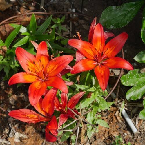 deep coral-orange flowers with orange stamens, green stems, and green leaves