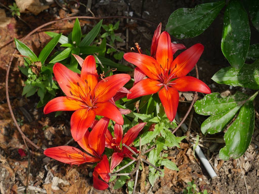 deep coral-orange flowers with orange stamens, green stems, and green leaves