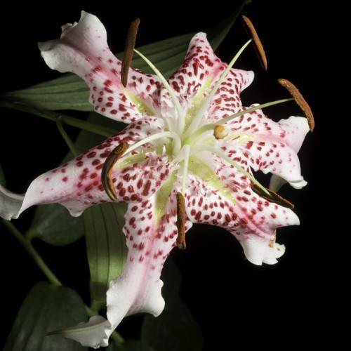 white-burgundy flowers, white filaments, brown anthers, green stems and leaves