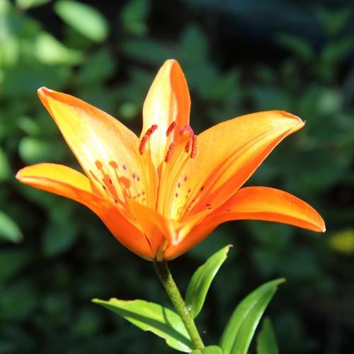 Orange flower, burgundy-orange stigma, dark-orange anthers, orange filaments, green stem and leaves.