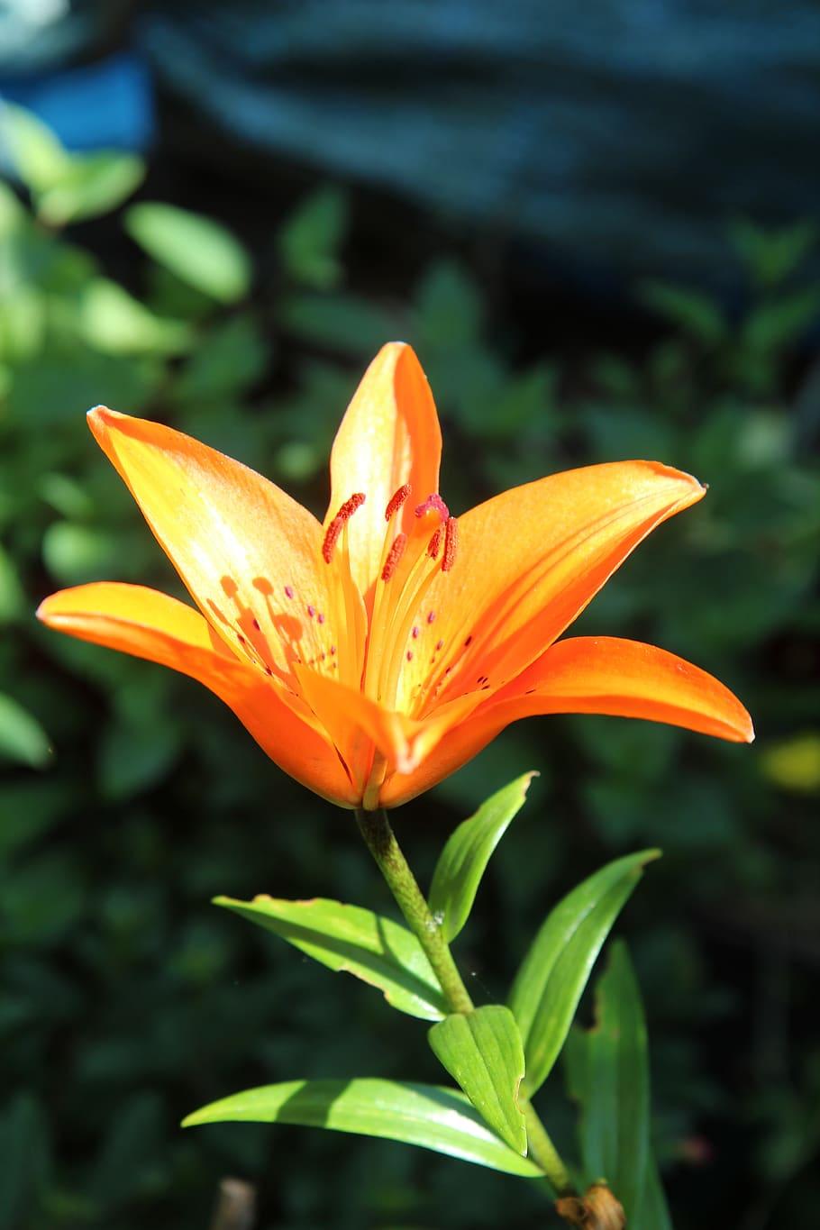 Orange flower, burgundy-orange stigma, dark-orange anthers, orange filaments, green stem and leaves.
