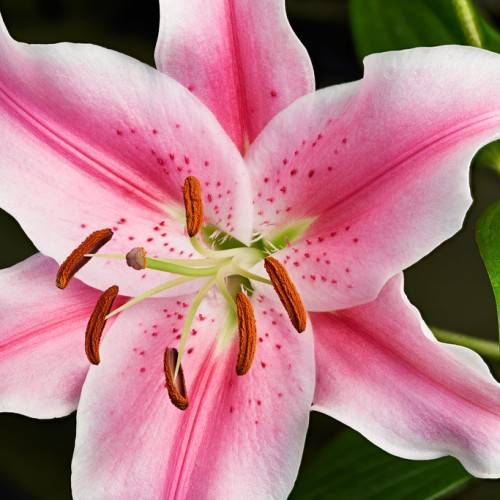 pink-white flower with pink spots, white-green filaments, and brown anthers