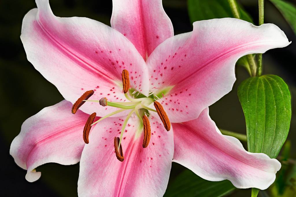 pink-white flower with pink spots, white-green filaments, and brown anthers