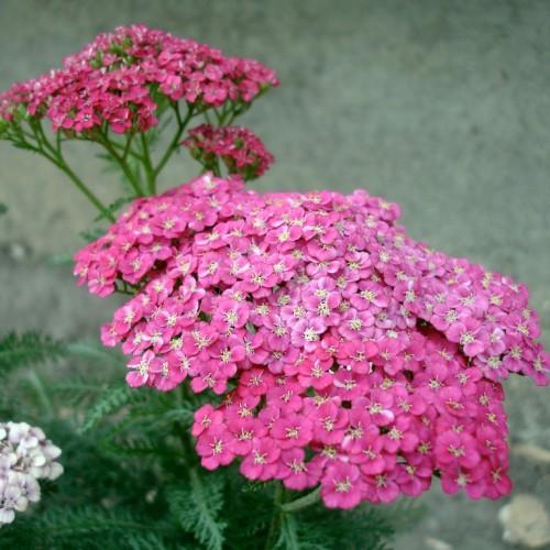Thin green stems, growing over pink-white flowers on the top with green leaves.