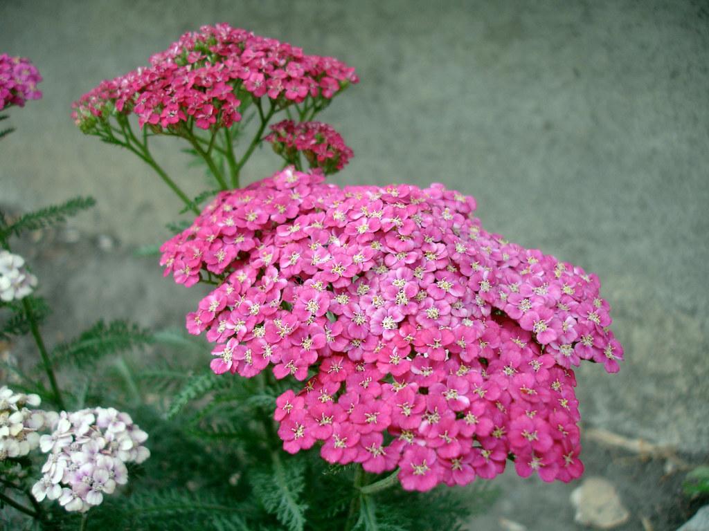 Thin green stems, growing over pink-white flowers on the top with green leaves.