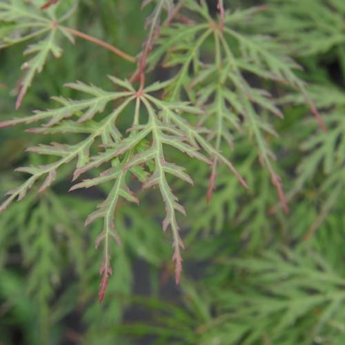 Green-maroon leaves, lime midrib, maroon-yellow petiole,
