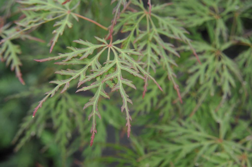  Green-pink-red leaves growing out of tiny red-grey stems. 