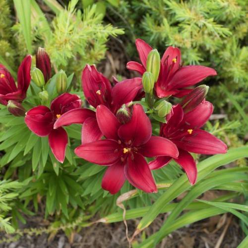 deep red-maroon flowers with maroon stamens, green buds, and green, narrow, long leaves