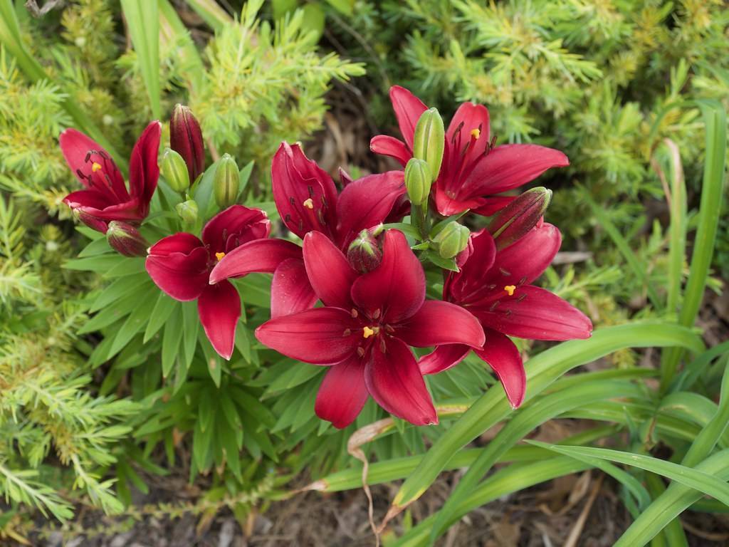 deep red-maroon flowers with maroon stamens, green buds, and green, narrow, long leaves
