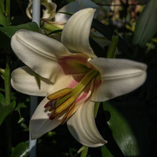 white flower with pale-green stamens and pink central tints with green leaves and green stem