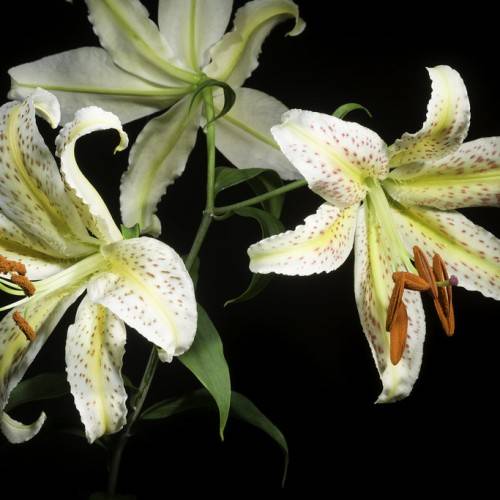 white-yellow flower with creamy-yellow central ribs, brown spots on ruffled petals, long, pale-white filaments, brown anthers, green leaves, and green stems