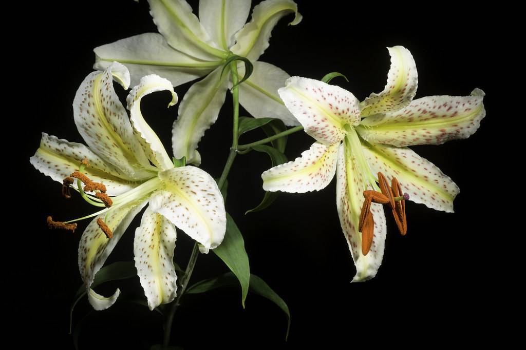 white-yellow flower with creamy-yellow central ribs, brown spots on ruffled petals, long, pale-white filaments, brown anthers, green leaves, and green stems