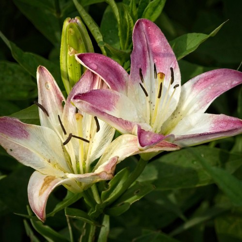 white-purple flowers with white filaments, dark brown anthers, green stems, green buds, and leaves