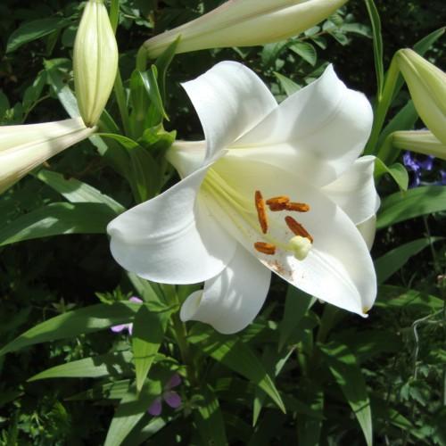 White flower with off white stigma, style, brown anthers, lime-white buds, lime petiole, green stems and leaves.