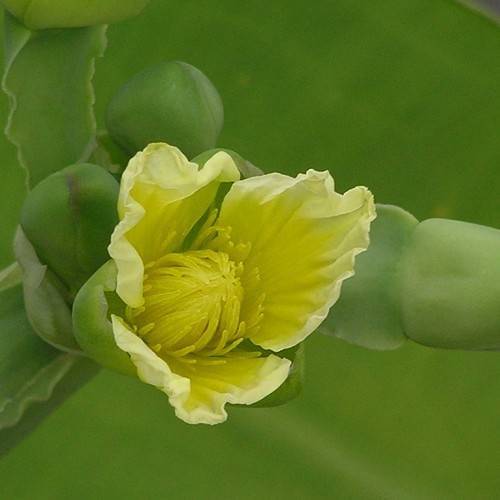 yellow ruffled petals, yellow center and yellow stamens, green, leathery sepal and green leathery leaves