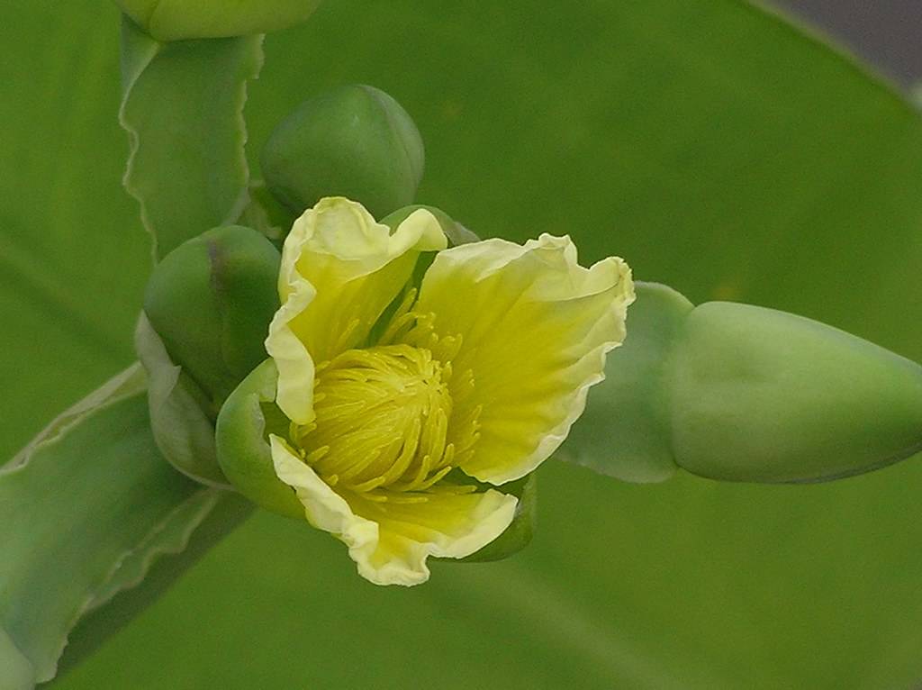 yellow ruffled petals, yellow center and yellow stamens, green, leathery sepal and green leathery leaves