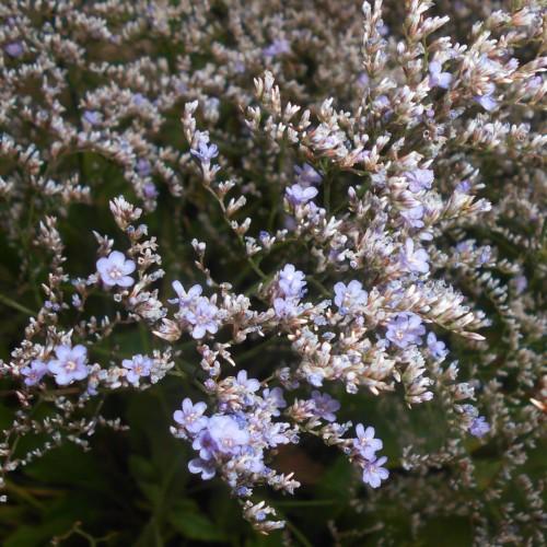 Violet flowers with brown-white buds, brown stems and green branches