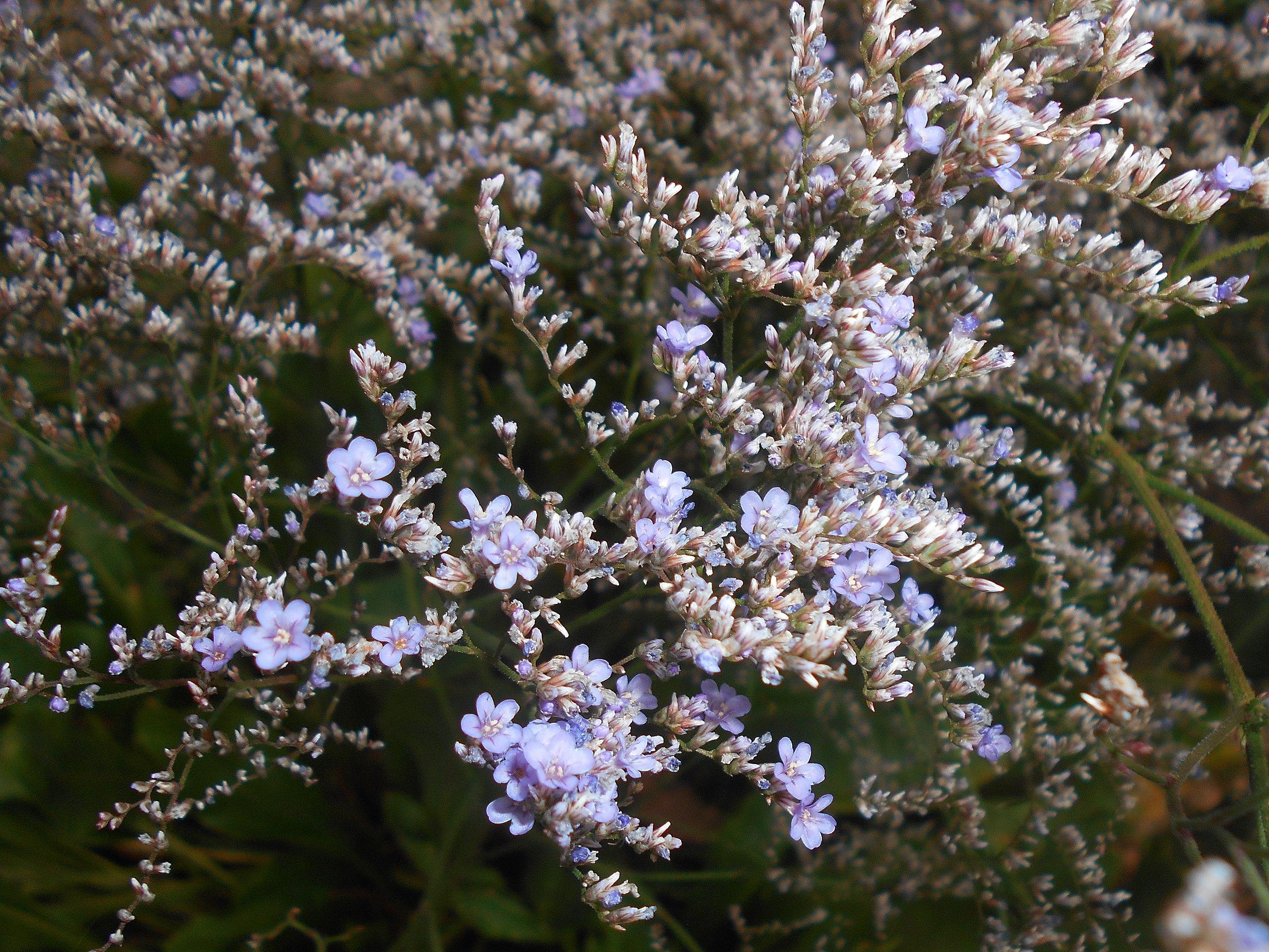 Violet flowers with brown-white buds, brown stems and green branches