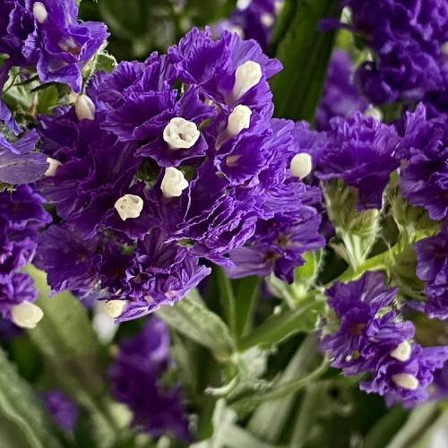 dense clusters of violet-blue-white flowers with long, deep green stems, and deep green sepals with green leaves