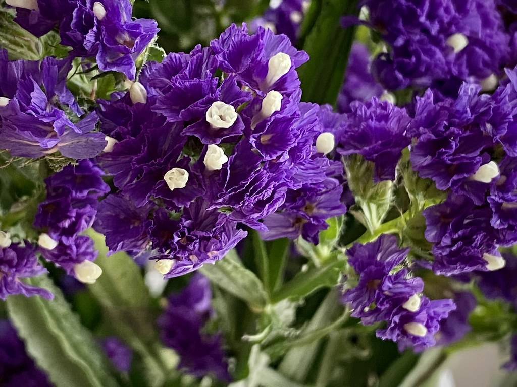 dense clusters of violet-blue-white flowers with long, deep green stems, and deep green sepals with green leaves
