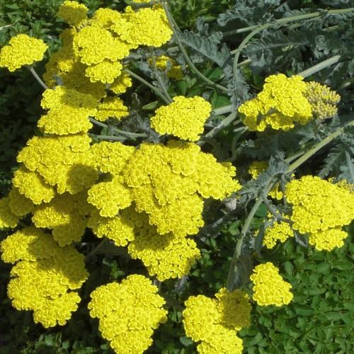 yellow flowers with green leaves and light-green stems