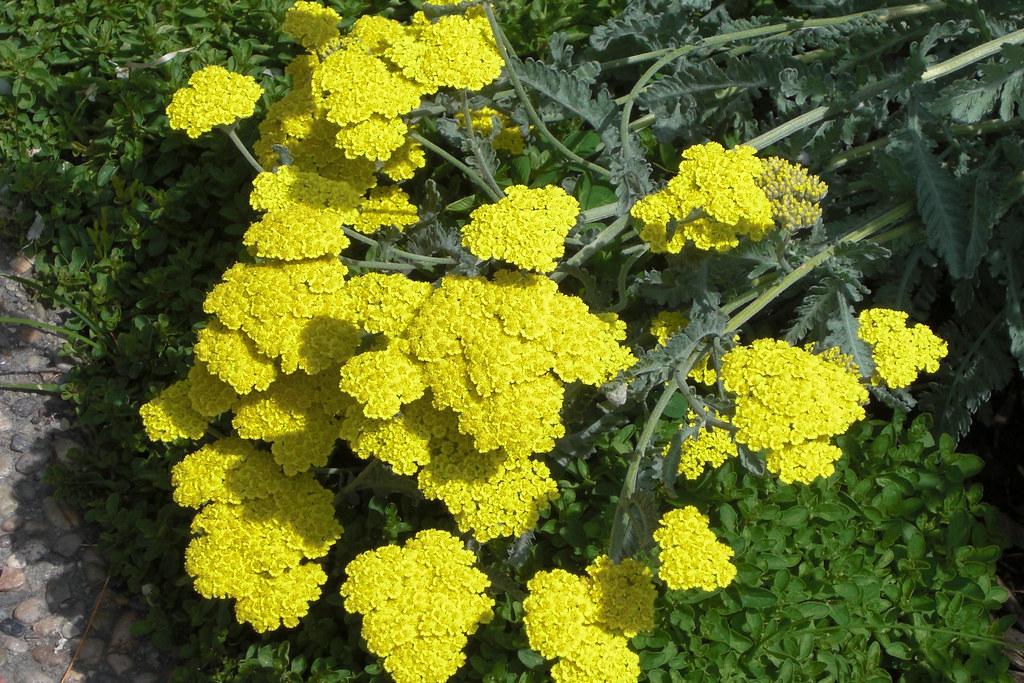 yellow flowers with green leaves and light-green stems