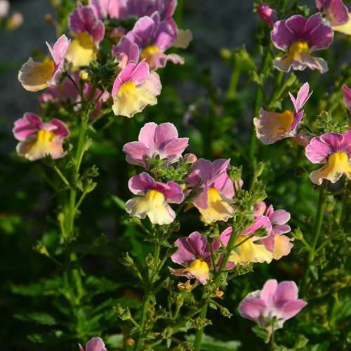 spurred purple-yellow flowers with yellow-white upper lips, pink-purple lower lips, green sepals, stems, and leaves