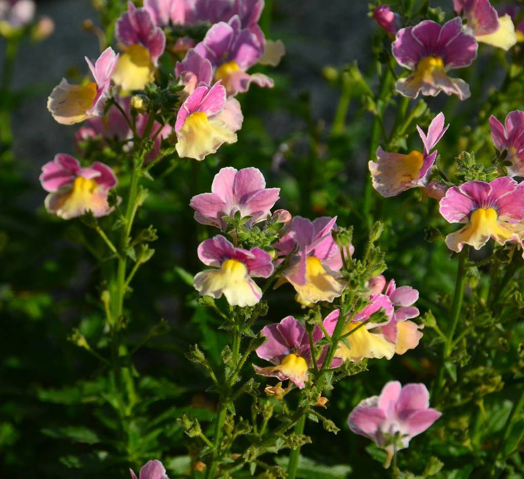 spurred purple-yellow flowers with yellow-white upper lips, pink-purple lower lips, green sepals, stems, and leaves